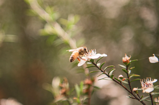 Geles Energéticos Naturales: Por qué la Miel Es la Mejor Fuente de Energía